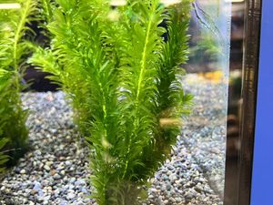 アナカリスのヤフオク の相場 価格を見る ヤフオク のアナカリスのオークション売買情報は398件が掲載されています