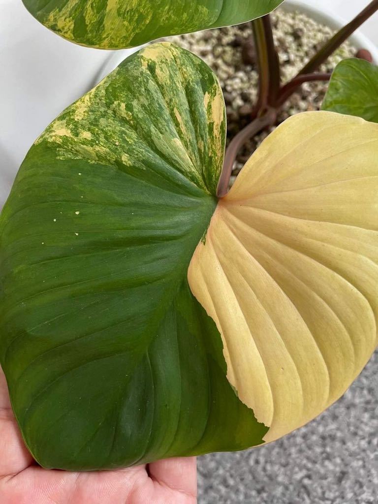 ホマロメナルベスケンス 斑入り 植物/観葉植物 希少♥ ホマロメナ