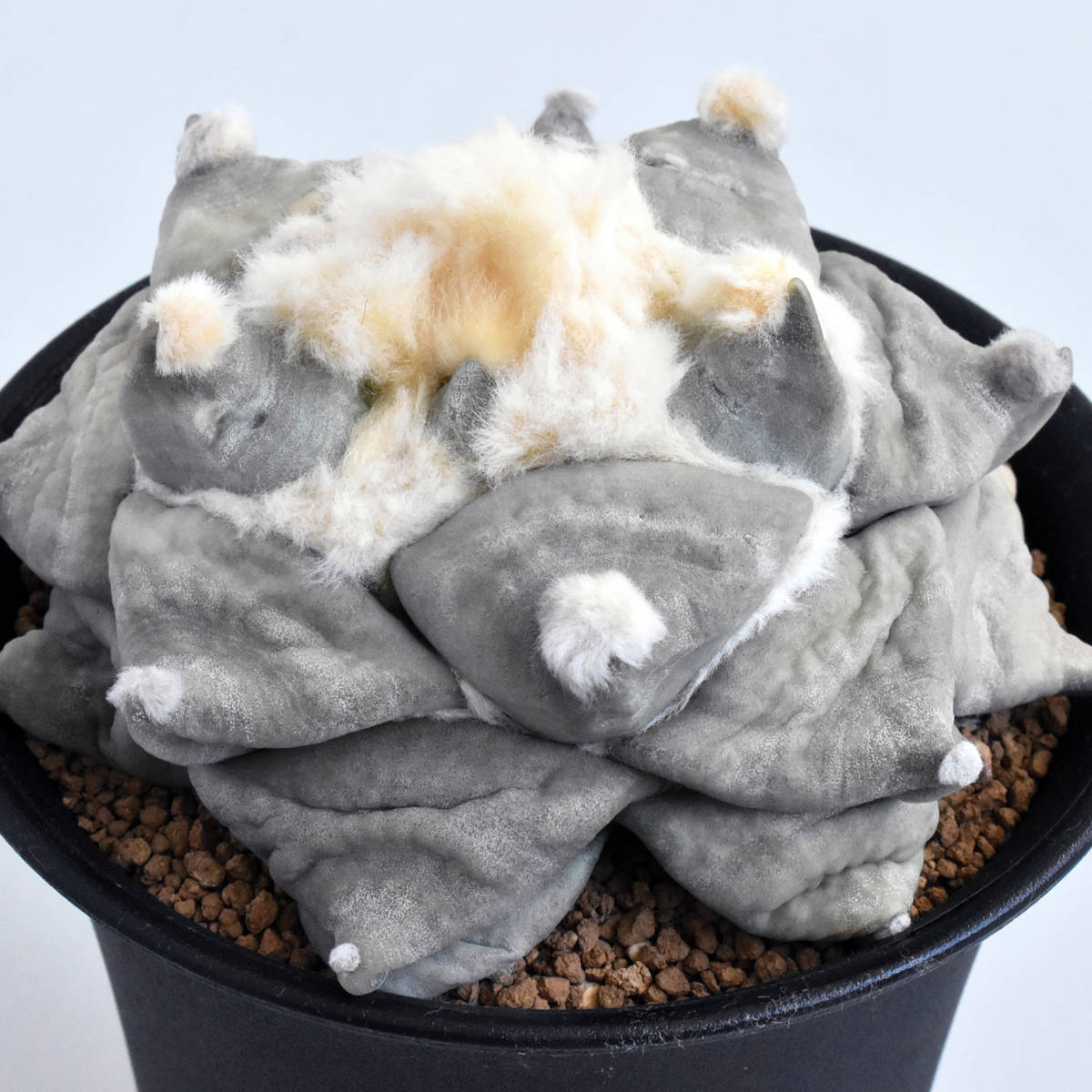 アリオカルプス サボテン Ariocarpus 大疣青磁牡丹 f. 実生 花牡丹