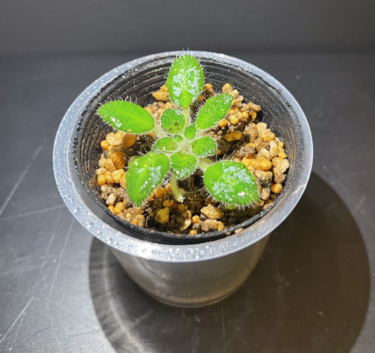 超美葉 原種 ペトロコスメア テラリウム 熱帯植物 パルダリウム イワタバコ科 セントポーリア 山野草 原種 観葉植物 その他 売買されたオークション情報 Yahooの商品情報をアーカイブ公開 オークファン Aucfan Com