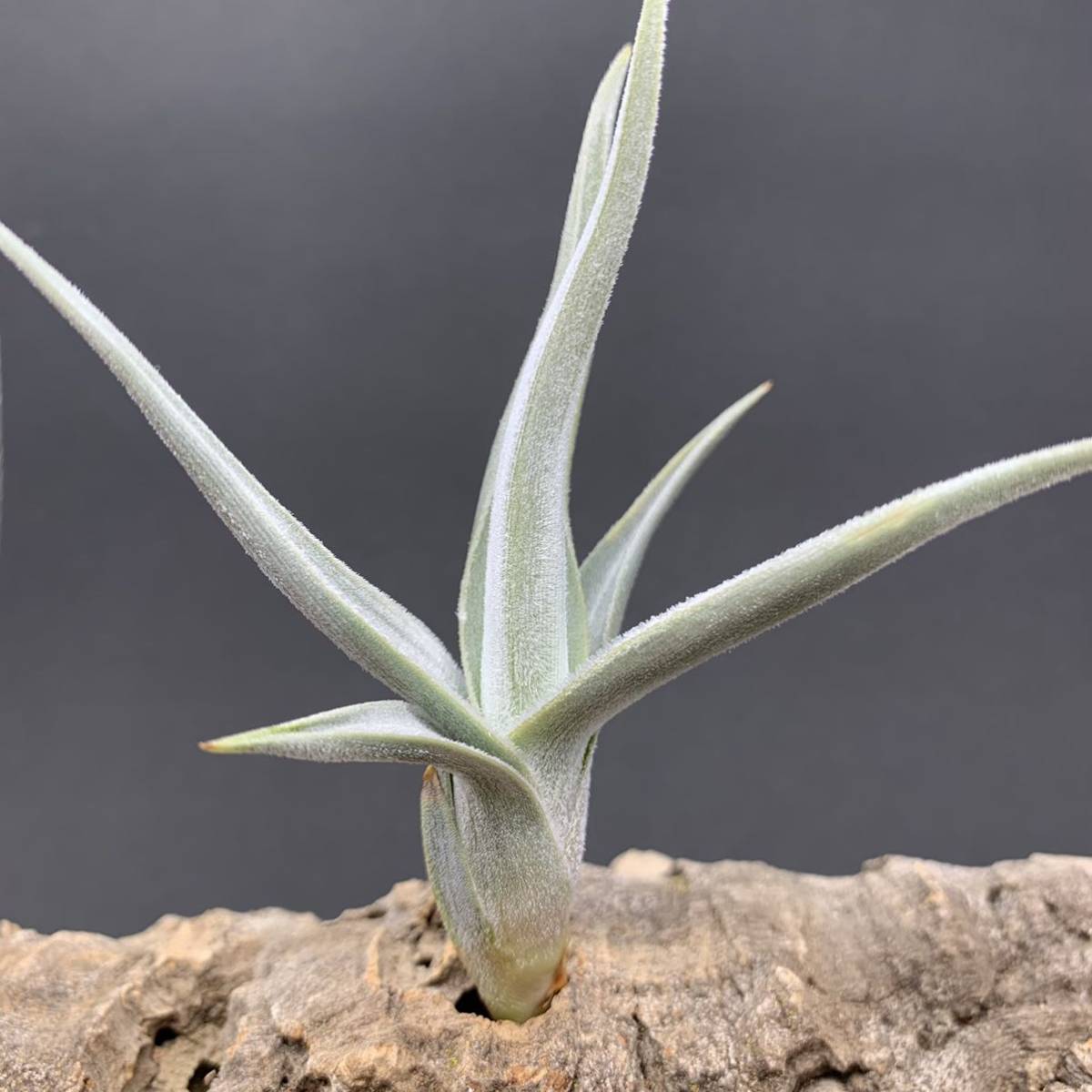 Dyckia BSF3 D005 (Brittle Star F3 Selected Clone) ディッキア