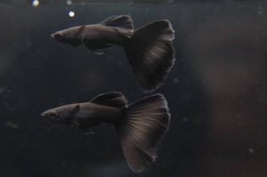 グッピー フルブラックの値段と価格推移は 12件の売買情報を集計したグッピー フルブラックの価格や価値の推移データを公開