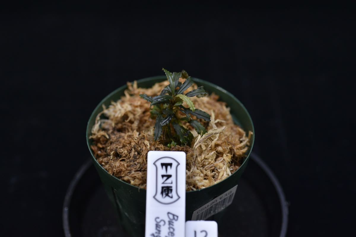 Bucephalandra sp. | - Neo Plant Green Aquarium Rare Plants the