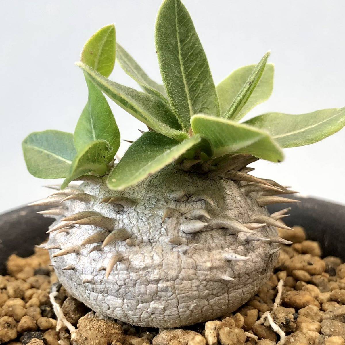 恵比寿笑い パキポディウム ブレビカウレPachypodium brevicaule