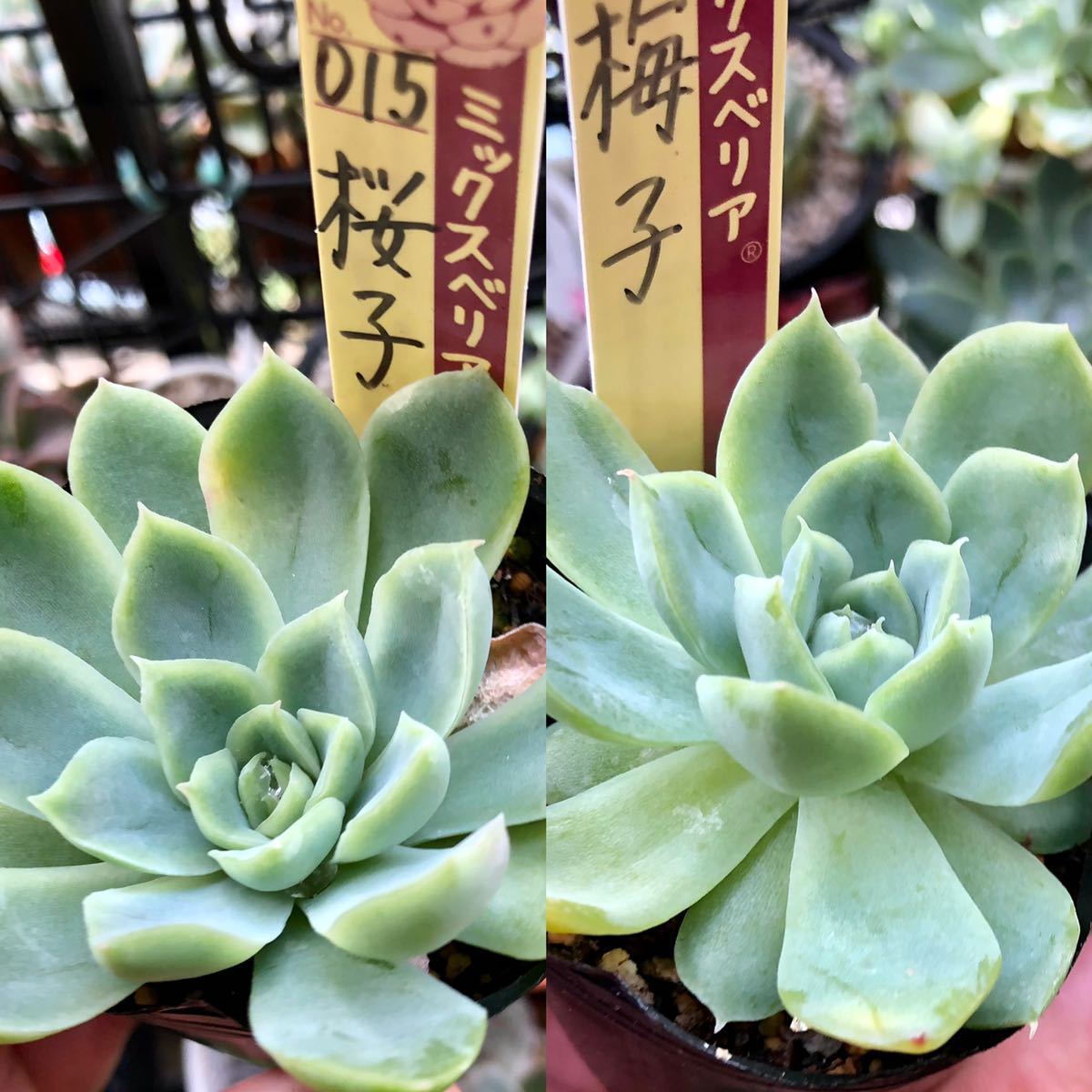 多肉植物 ミックスベリア | みどり 成長記録 ②おらいさん苗ミックス 