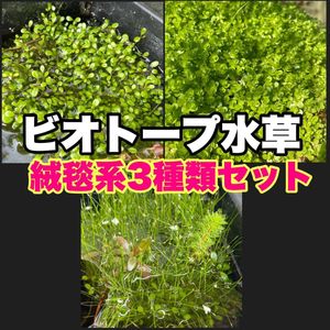 ビオトープ水草セットの値段と価格推移は 59件の売買情報を集計したビオトープ水草セットの価格や価値の推移データを公開