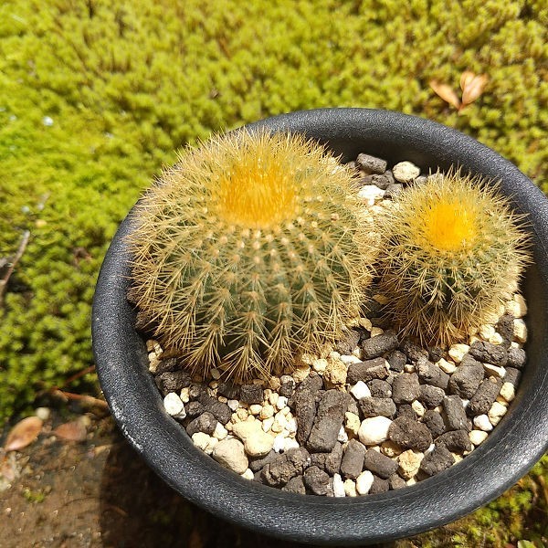 驚きの破格値，驚きの破格値，HOT Uebelmannia pectinifera var eriocactoides カキコ自根 2本 サボテン 多肉植物(サボテン)｜売買されたオークション情報、yahooの商品情報をアーカイブ公開 - オークファン サボテン