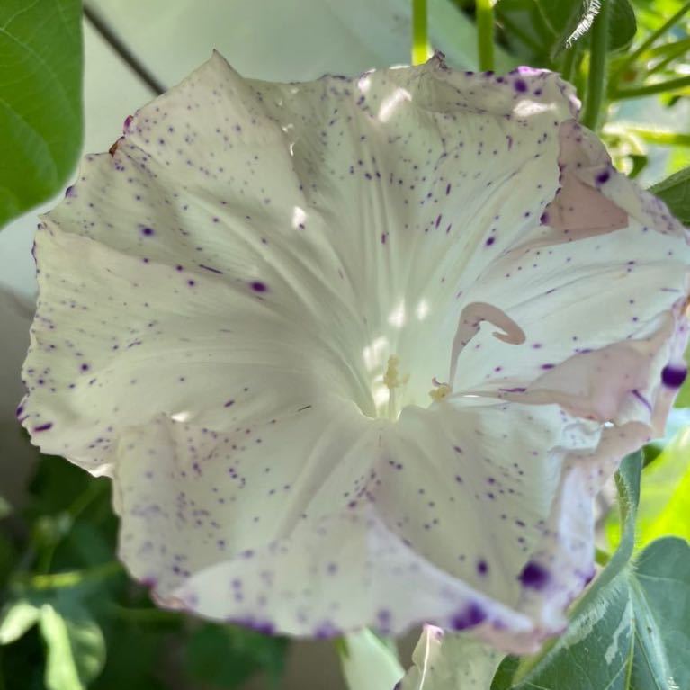 朝顔の種の値段と価格推移は 191件の売買情報を集計した朝顔の種の価格や価値の推移データを公開