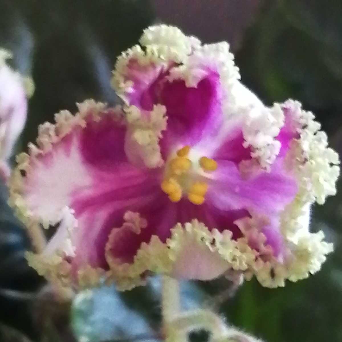 Yahoo!オークション - セントポーリア 開花株」鉢植えの落札 