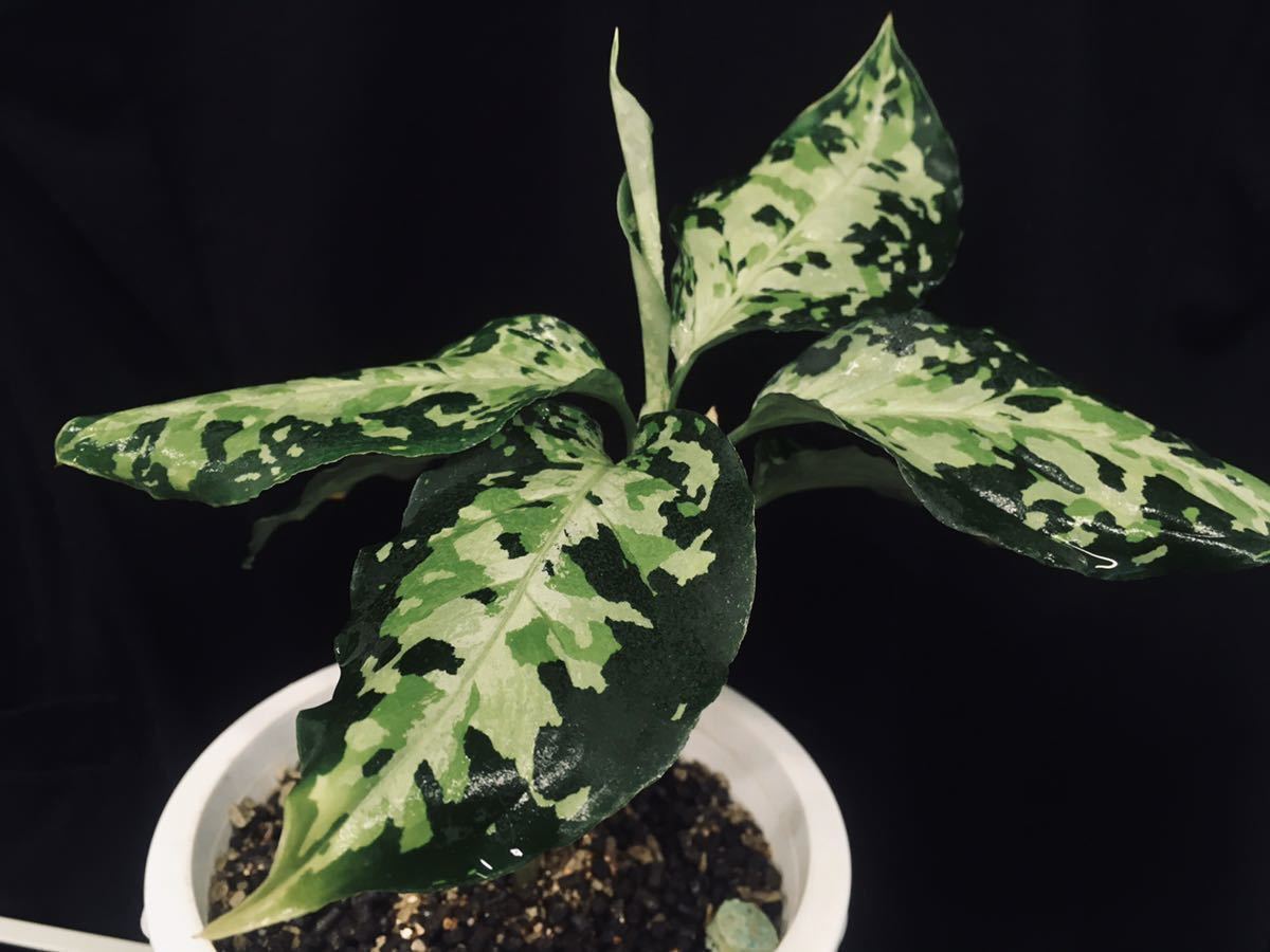 ニルヴァーシュAZ便　Aglaonema pictum 子株・在庫極少】AZ便ネームド：Aglaonema pictum ”type NIRVASH” from