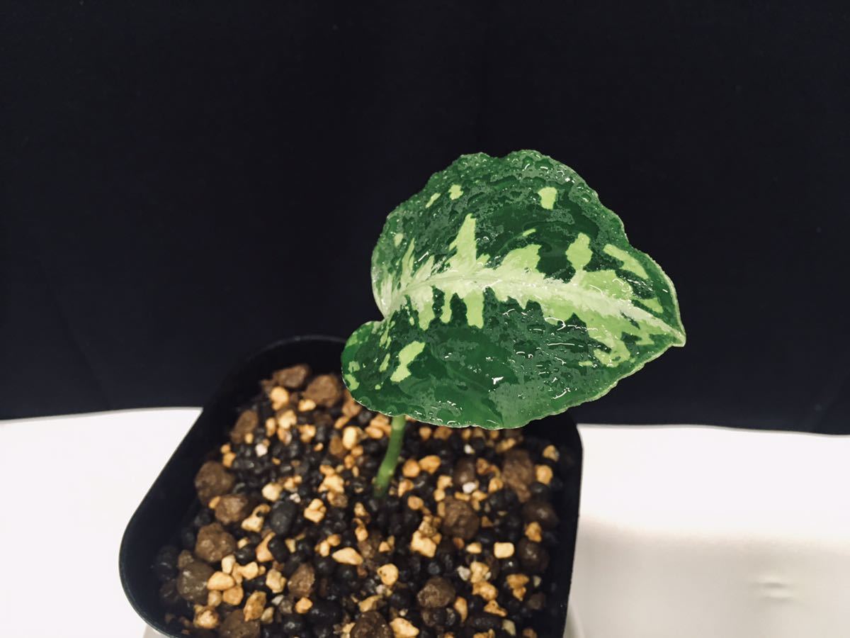 子株・在庫極少】AZ便ネームド：Aglaonema pictum ”type NIRVASH” from