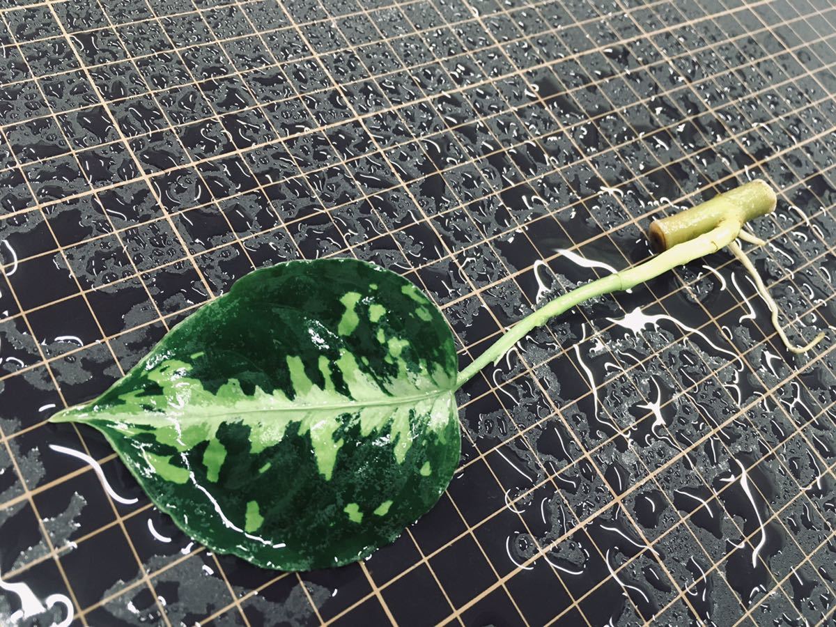子株・在庫極少】AZ便ネームド：Aglaonema pictum ”type NIRVASH” from