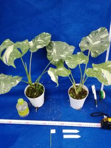 観葉植物のヤフオク の相場 価格を見る ヤフオク の観葉植物のオークション売買情報は2 175件が掲載されています