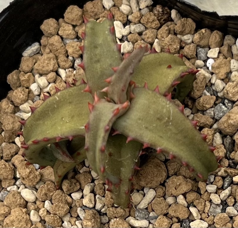 アロエ Aloe castilloniae (2020年実生苗)