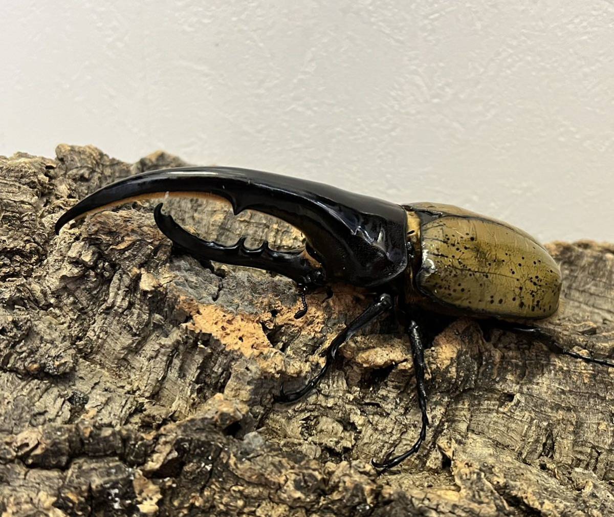 2026年最新ヘラクレスオオカブト(Hercules Beetle)の商品一覧
