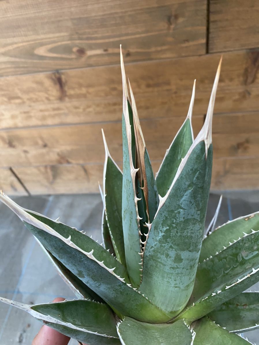 Agave アガベ ジェスブレイティー 苗木部の部室 の特徴と育て方 Agave アガベ ジェスブレイティー 苗木部の部室 の特徴と育て方