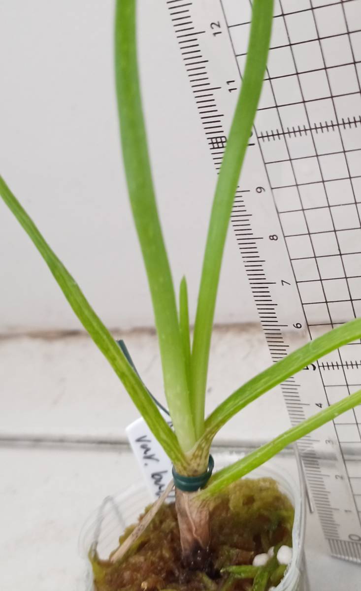 Aloe ballii var. ballii       ()Yahoo!(!)  -  aucfan.com