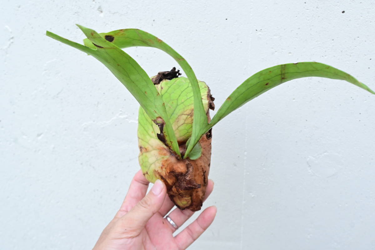 P.coronarium wild Kalimantan⑥ @bikamori.com コロナリウム