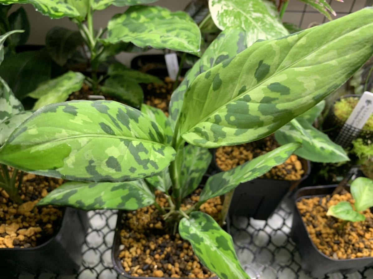 Aglaonema pictum白玉親株（アグラオネマ白玉） Aglaonema pictum - pictum白玉親株（アグラオネマ白玉） | 山水苑編