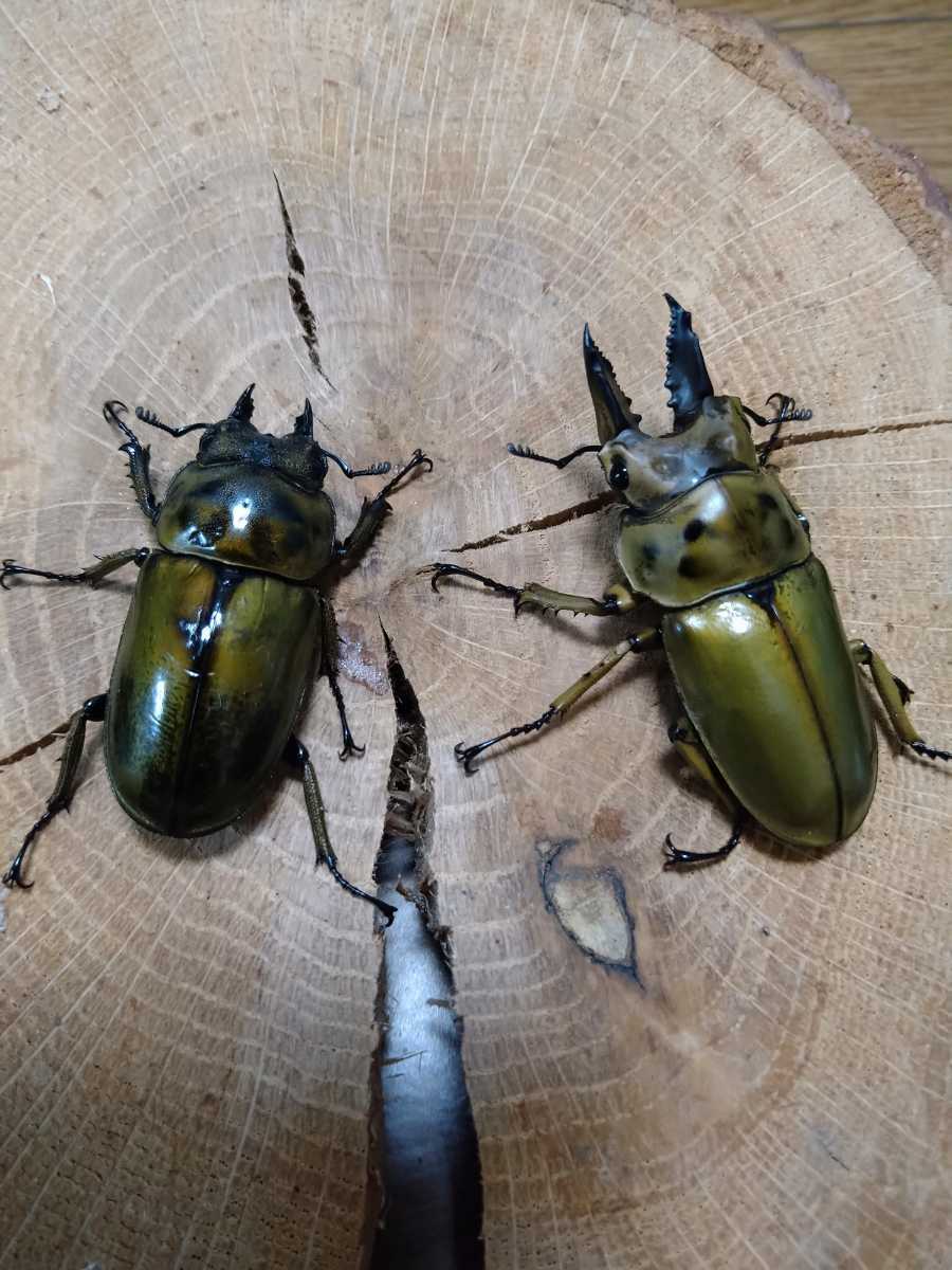 即ブリペア ババオウゴンオニクワガタ | 外国産クワガタ 新成虫 ババ 