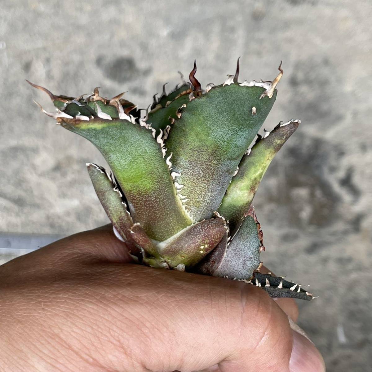 アガベ チタノタ ' 白鯨 ' agave titanota ' Hakugei ' 27
