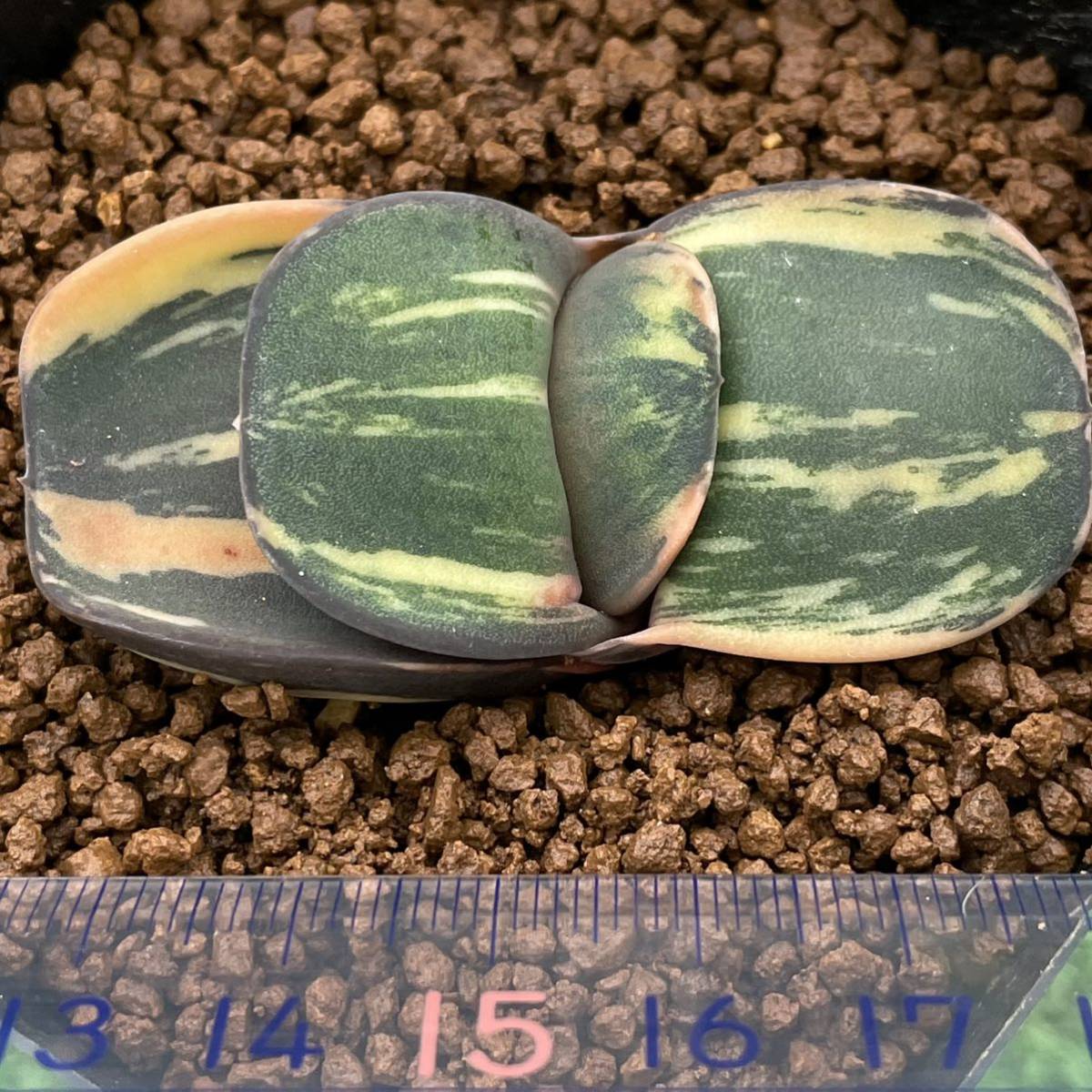 ガステリア Yahoo!オークション 多肉植物 Yahoo サボテン 恐竜