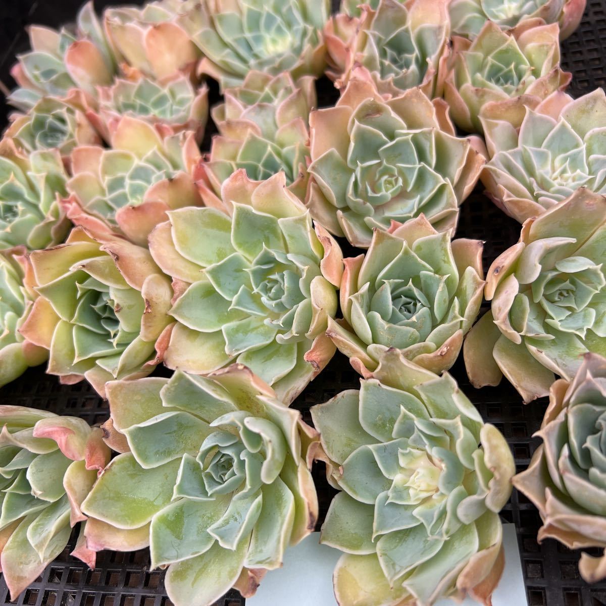 11E39-69韓国多肉植物 エケベリア シムランスxヘレナ25個 エケベリア