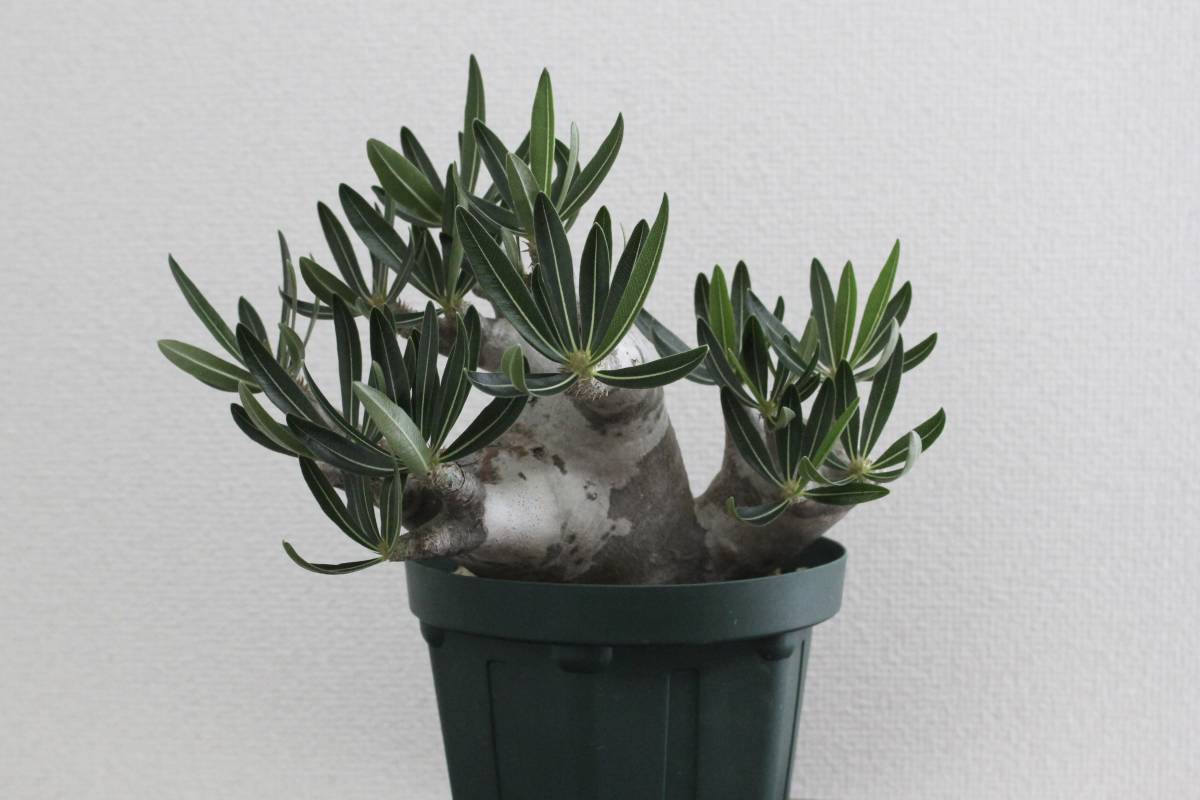 パキポディウム イノピナツム Pachypodium rosulatum var 種子] 園芸 