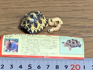 ホウシャガメの値段と価格推移は 8件の売買情報を集計したホウシャガメの価格や価値の推移データを公開