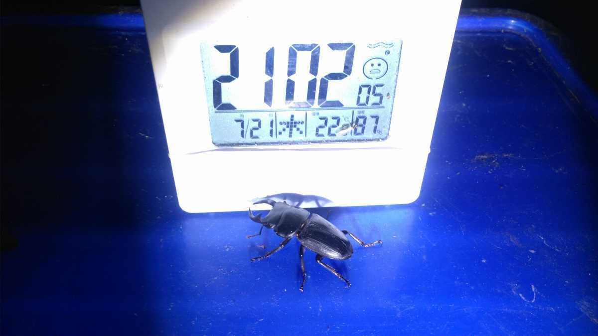 天然オオクワガタ新潟県産オス41.5㎜メス37.5㎜36㎜(36㎜はフセツ欠