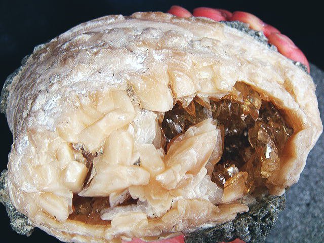 フロリダ州 貝化石カルサイト | 鉱物標本,カ行,カルサイト⁄方解石 化石