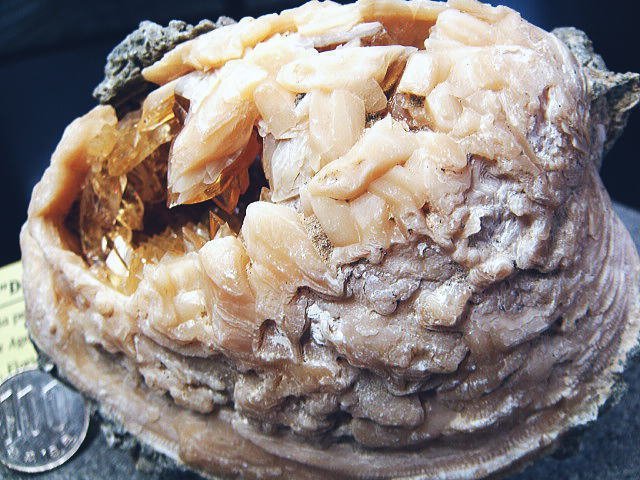 化石 カルサイトの貝 過去最高級！鉱物 原石 ミネラル 鉱石 観賞石 銘