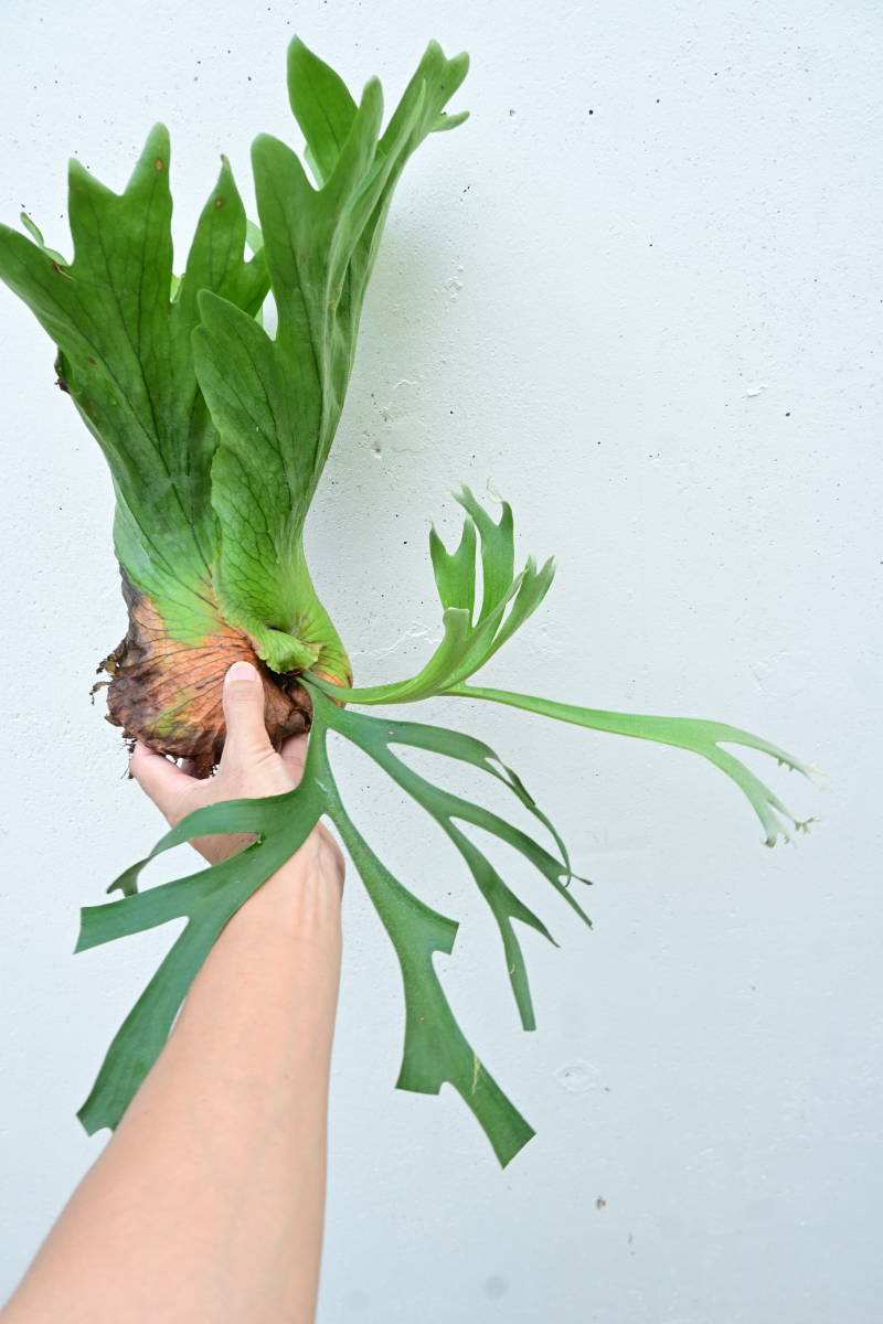 P.coronarium　 @bikamori.com コロナリウム ビカクシダ