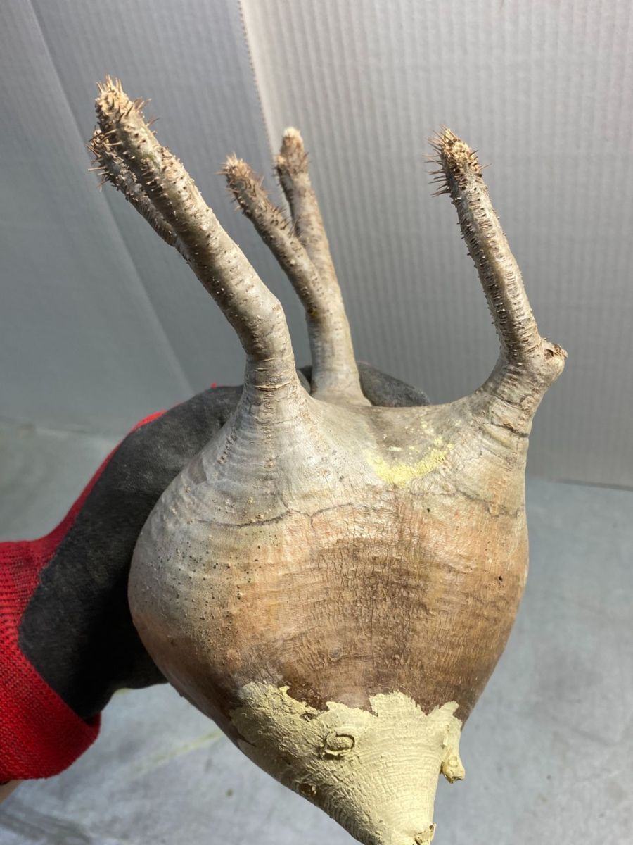 パキポディウム グラキリス ベアルート 抜き苗 Pachypodium gracilius