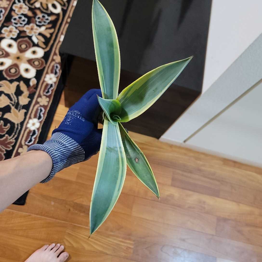 i-img1200x1200-17315956768711etnph923480