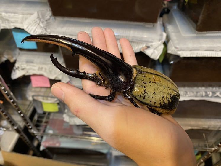 DHヘラクレス Yahoo!オークション ペア オス単 HirokAさん血統 160.7mm