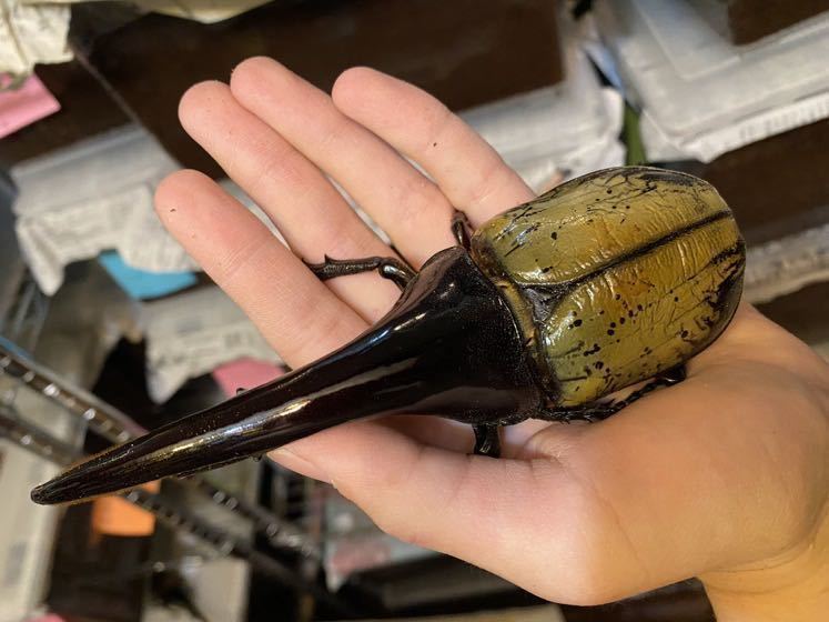 DHヘラクレス Yahoo!オークション ペア オス単 HirokAさん血統 160.7mm