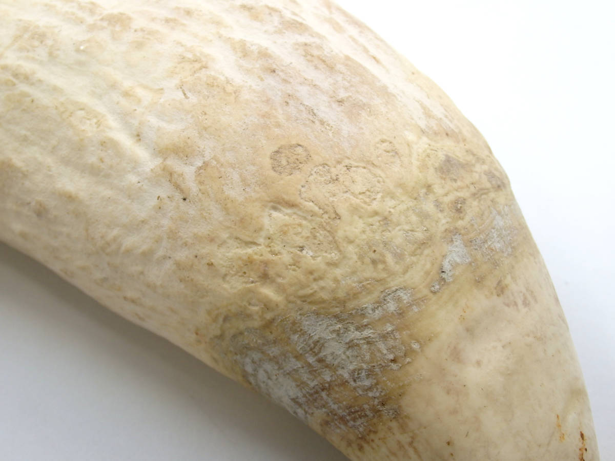 G40109 鯨歯 鯨牙 マッコウクジラ 抹香鯨 彫刻材料 印材 標本【総重量