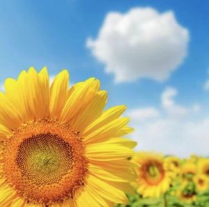 ひまわり畑の値段と価格推移は 141件の売買情報を集計したひまわり畑の価格や価値の推移データを公開