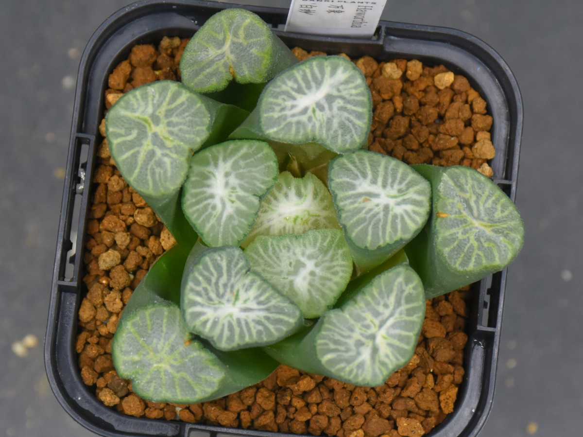 ハオルチア 白妙 万象 万象錦 | mocono_plants 多肉植物 