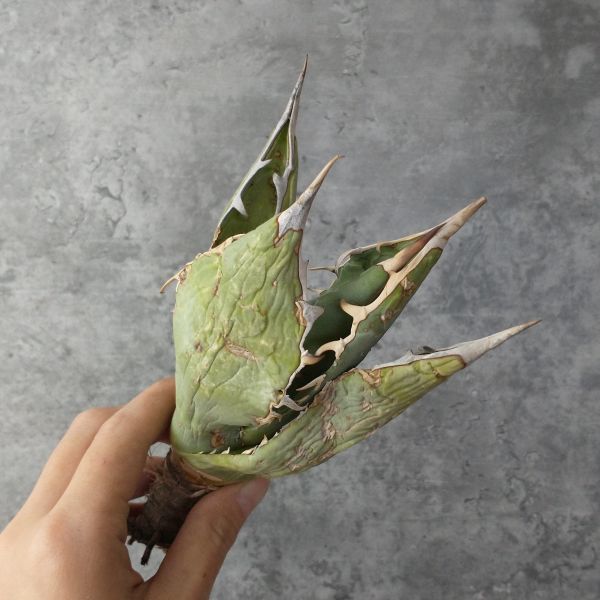 アガベ 産 オテロイ agave F3832S級極上トップ！超希少個体オアハカ