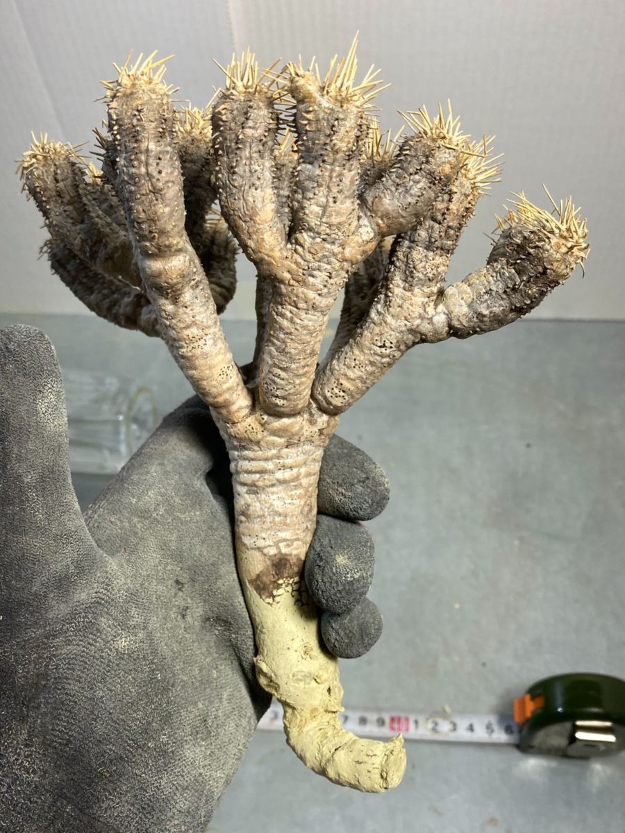 plants260513d90_1_43743688-a673-40bd-bb7e-ce64b75f199d