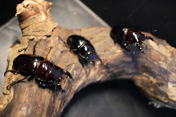 レギウスオオツヤクワガタ ♂59.8ミリ ♀45ミリ 公式通販 新成虫