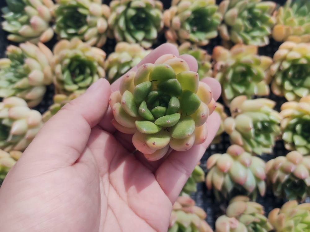 観葉植物 ガガイモ セロペギア サーペンティナ カット苗