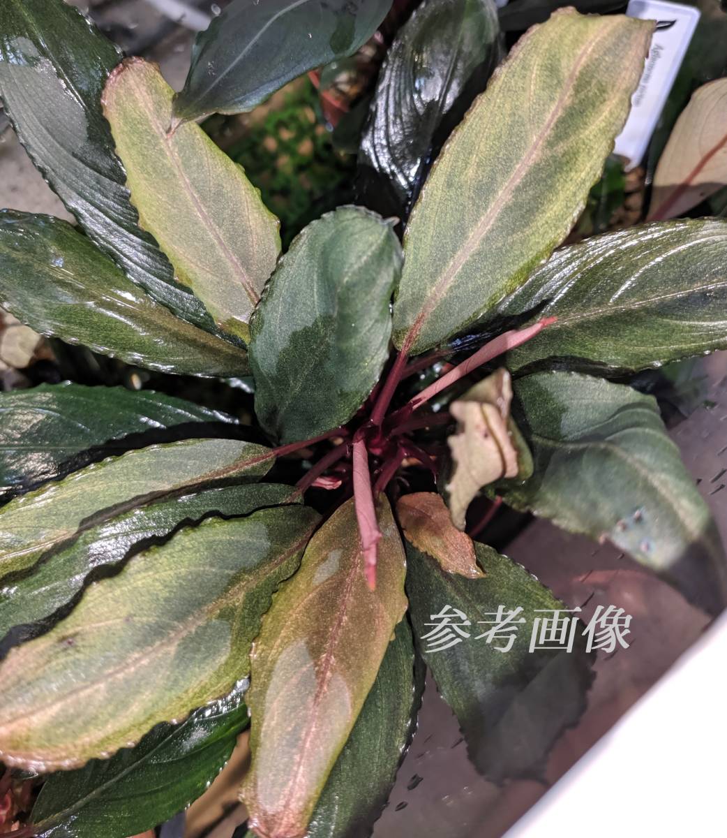 ◇Bucephalandra sp.Skelton King variegata ブセファランドラ