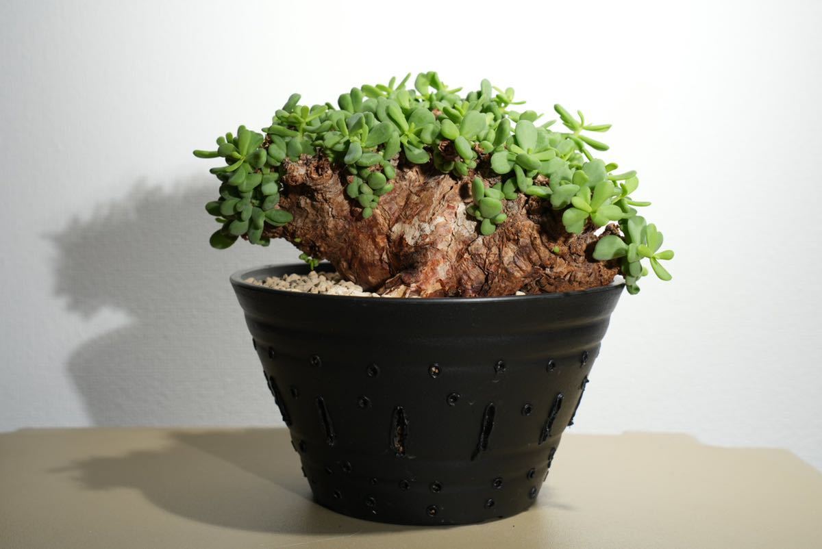 ケラリアピグマエアたちの植え替え。 知らぬ間に立派な塊根が出来てる 