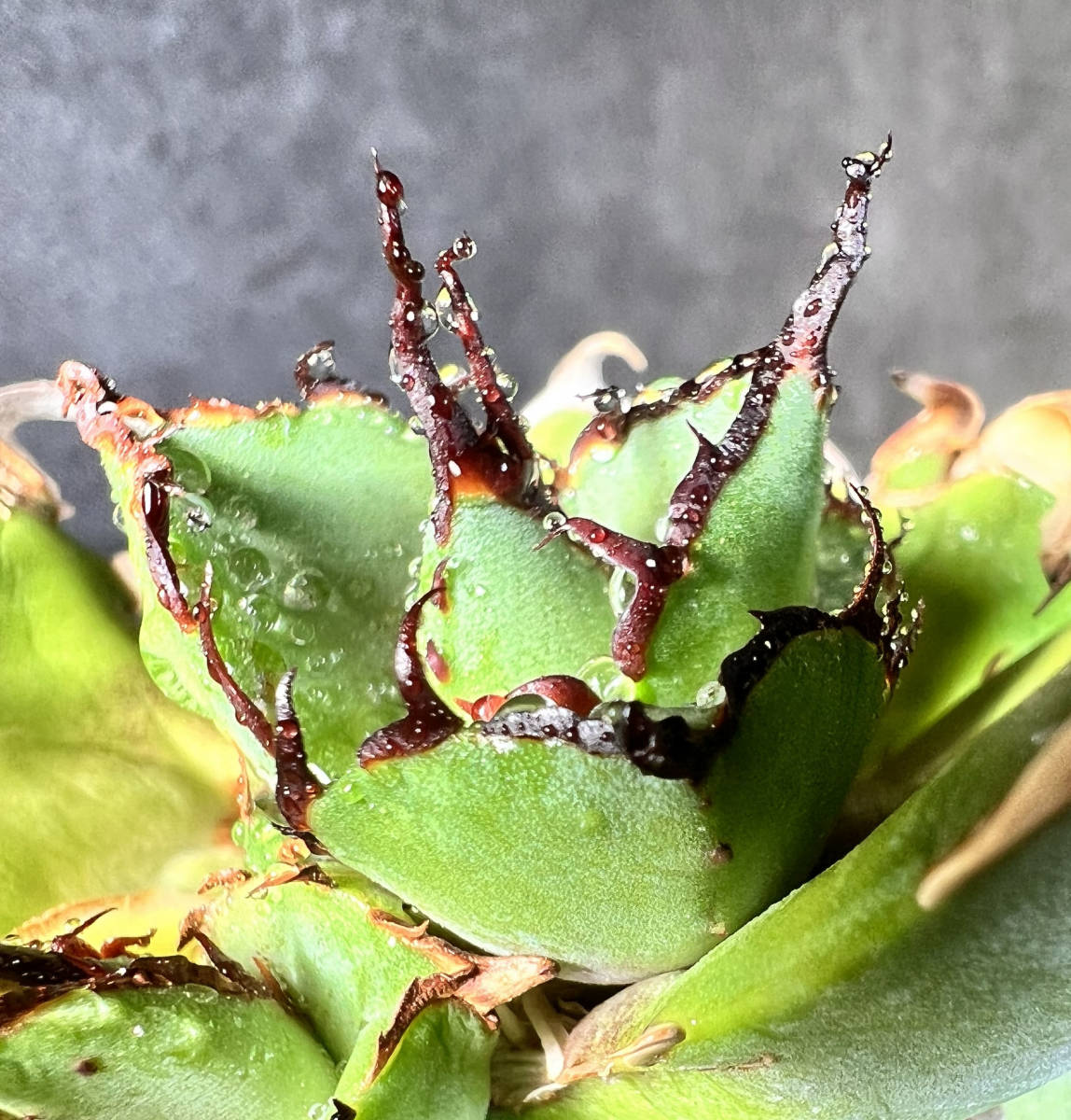 最安値，100%新品 AGAVE TITANOTA HADES special株 陽炎 極上株 ムチプリ デブハデス アガベチタノタ 恐龍牙歯 検索 シーザー レッドキャット(アガベ)｜売買されたオークション情報、yahooの商品情報をアーカイブ公開 - アガベ