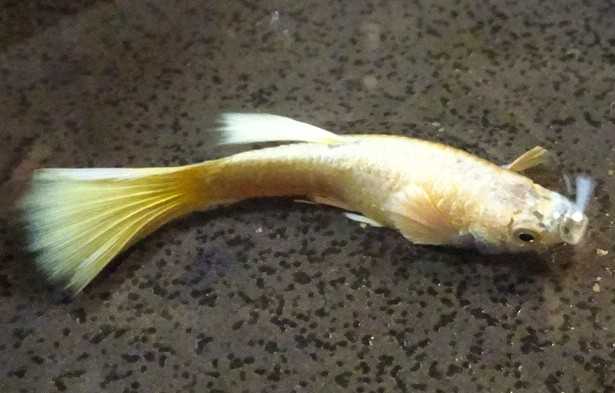 国産グッピー フルゴールド 黄金のきらめき 超 オスメス2ペア 画像加工一切なし グッピー 売買されたオークション情報 Yahooの商品情報をアーカイブ公開 オークファン Aucfan Com