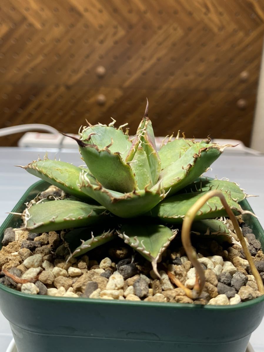 チタノタ フィリグリー アガベ titanota Agave filigree 0 .綴化