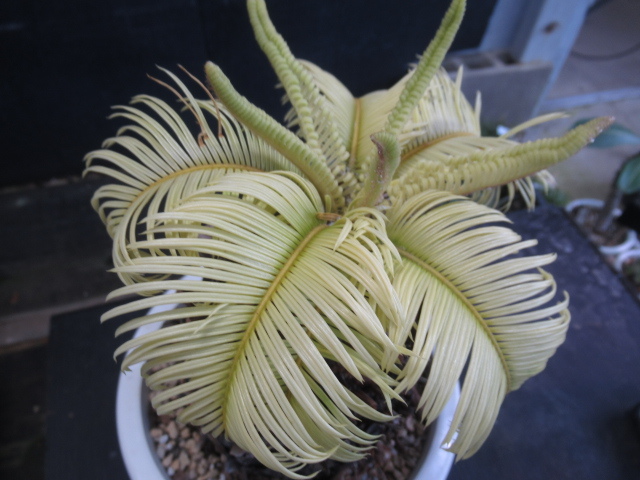 観葉植物 金環ソテツ サイカス レボルタ